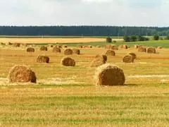 Landwirtschaft in Belarus
